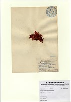 藏品(皺鋸齒藻 )的圖片